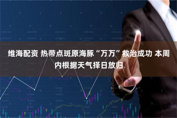 维海配资 热带点斑原海豚“万万”救治成功 本周内根据天气择日放归